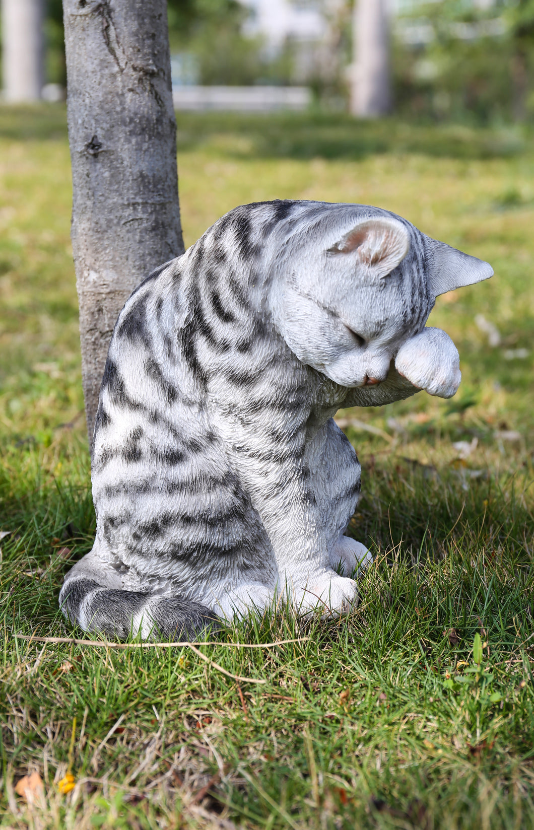 87698-B - CAT-AMERICAN SHORTHAIR WASHING - GREY TABBY