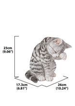 Load image into Gallery viewer, 87698-B - CAT-AMERICAN SHORTHAIR WASHING - GREY TABBY
