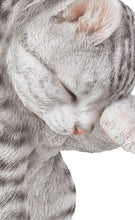 Load image into Gallery viewer, 87698-B - CAT-AMERICAN SHORTHAIR WASHING - GREY TABBY
