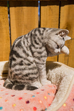 Load image into Gallery viewer, 87698-B - CAT-AMERICAN SHORTHAIR WASHING - GREY TABBY
