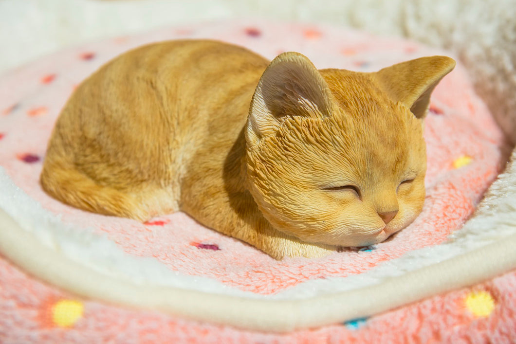 87699-A - CAT-KITTEN SLEEPING - ORANGE TABBY