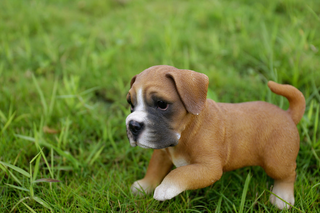 87703-D - DOG-BOXER PUPPY PLAYING
