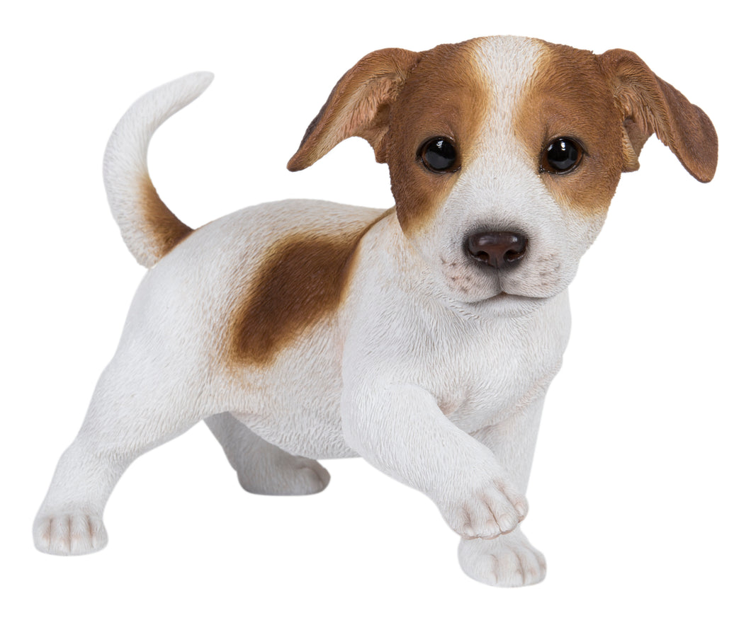 DOG-JACK PUPPY PLAYING