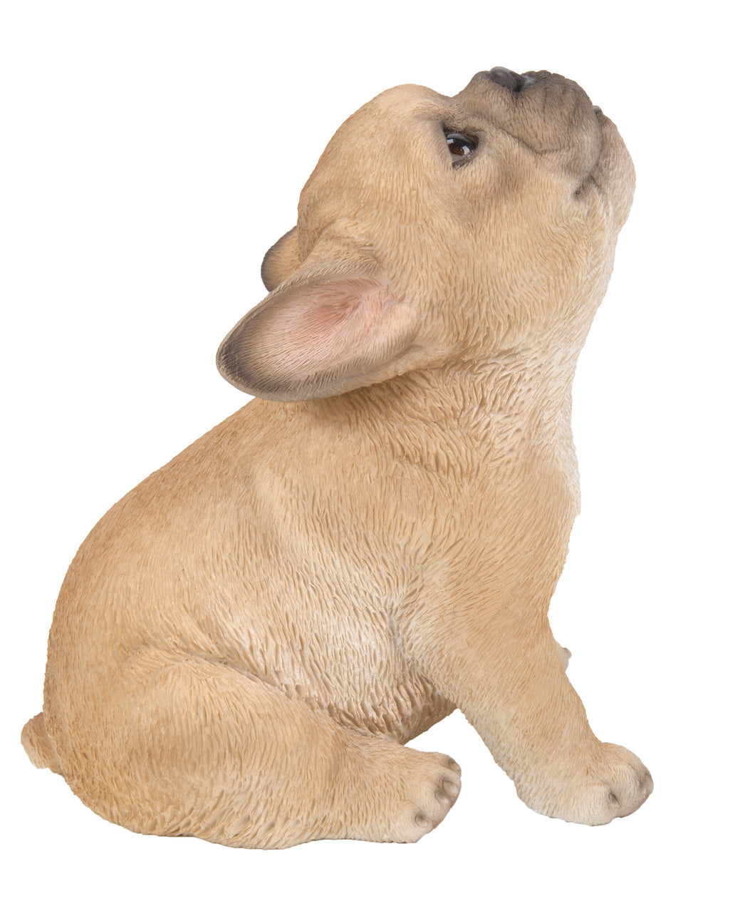 DOG-FRENCH BULLDOG PUPPY HOWLING