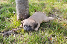 Load image into Gallery viewer, 87710-L - PET PALS - PUG PUPPY SLEEPING
