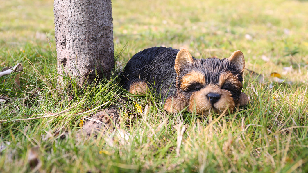 87710-M - PET PALS - YORKSHIRE TERRIER PUPPY SLEEPING