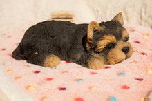 Load image into Gallery viewer, 87710-M - PET PALS - YORKSHIRE TERRIER PUPPY SLEEPING
