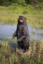 Load image into Gallery viewer, 87714 - BEAR STANDING GROWLING (HI-LINE EXCLUSIVE)
