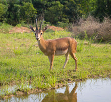 Load image into Gallery viewer, 87716 - GAZELLE
