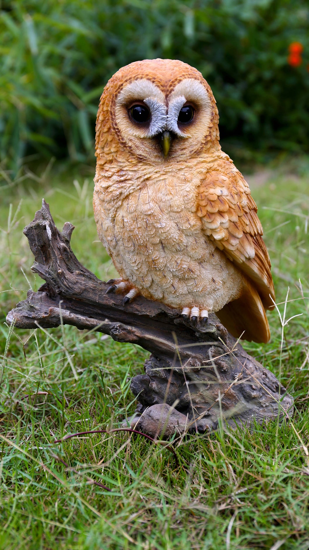 87717-B - TAWNY OWL ON STUMP