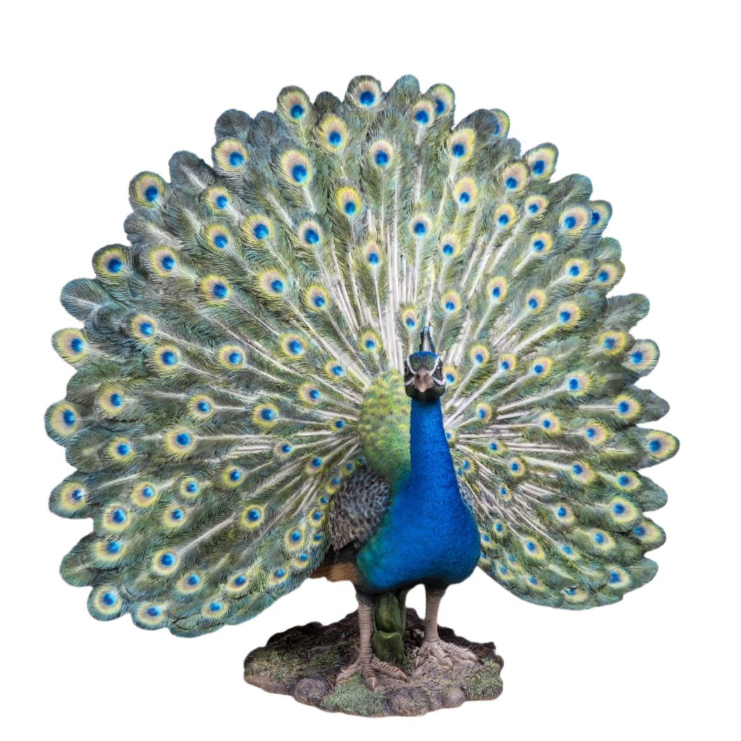 PEACOCK W/FEATHERS OUT