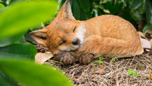 Load image into Gallery viewer, 87719-D - FOX PUP SLEEPING
