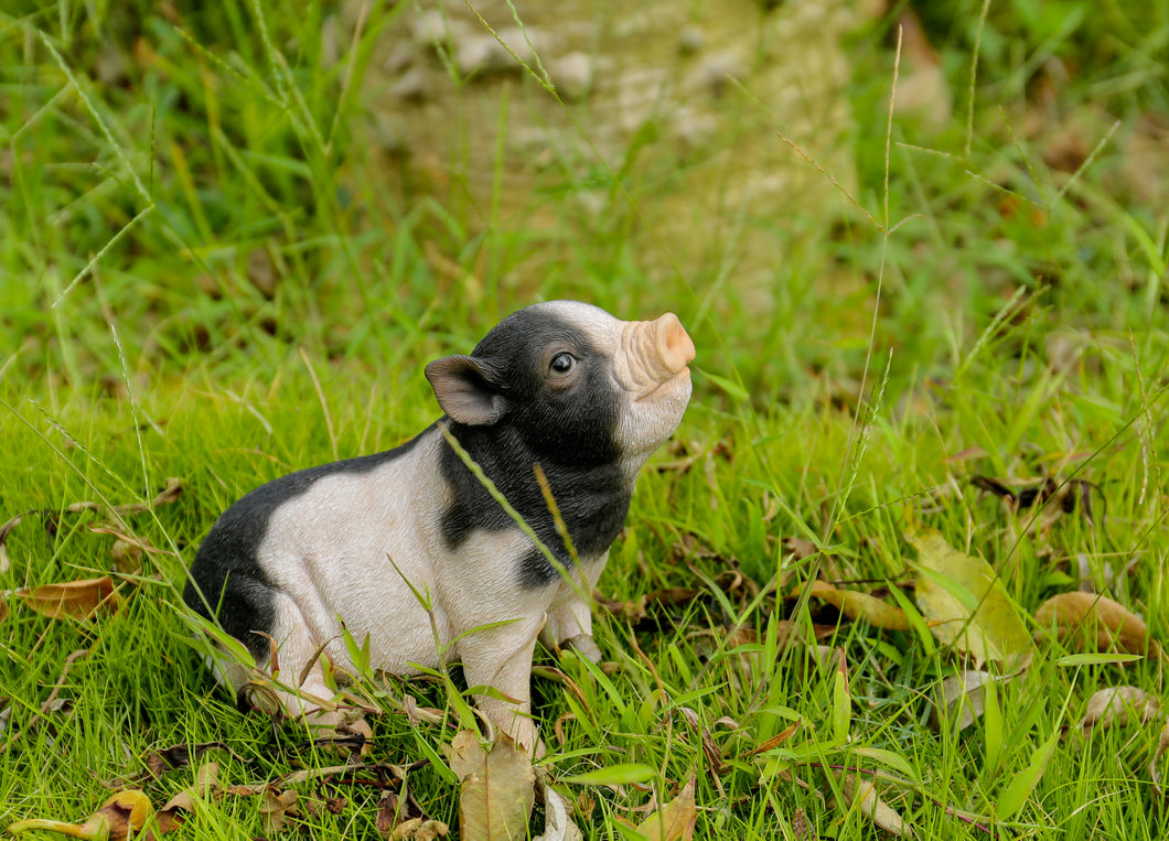 87726-D - BABY PIG SITTING - BLACK AND WHITE