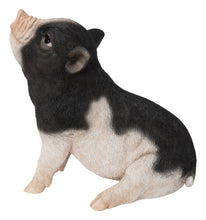 Load image into Gallery viewer, 87726-D - BABY PIG SITTING - BLACK AND WHITE
