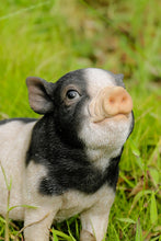 Load image into Gallery viewer, 87726-D - BABY PIG SITTING - BLACK AND WHITE
