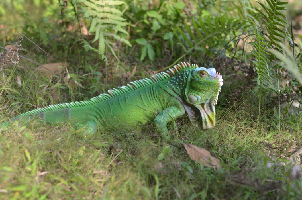 87731 - LIZARD IGUANA