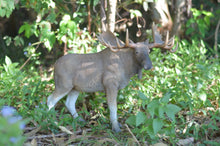 Load image into Gallery viewer, 87735 - MOOSE STANDING
