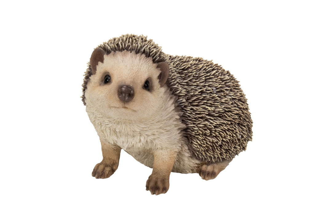 HEDGEHOG CRAWLING
