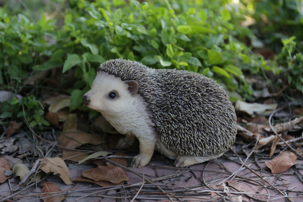 87743-A - HEDGEHOG CRAWLING