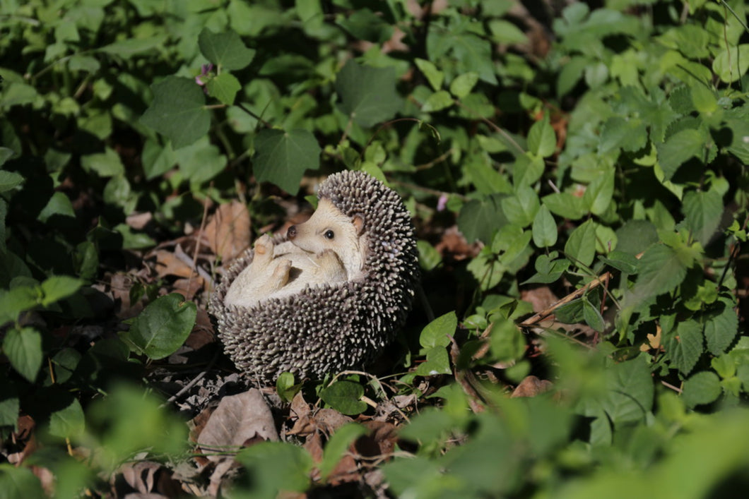 87743-B - HEDGEHOG ON BACK