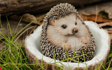 Load image into Gallery viewer, 87743-D - COCONUT HEDGEHOG
