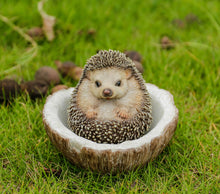 Load image into Gallery viewer, 87743-D - COCONUT HEDGEHOG
