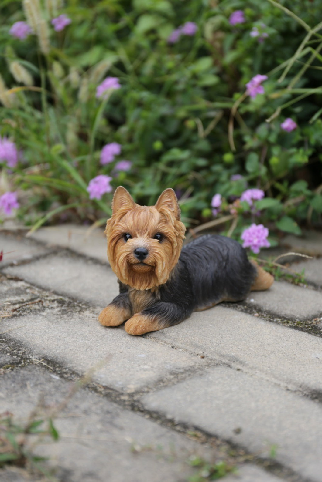 87745 - DOG-YORKSHIRE TERRIER LYING DOWN