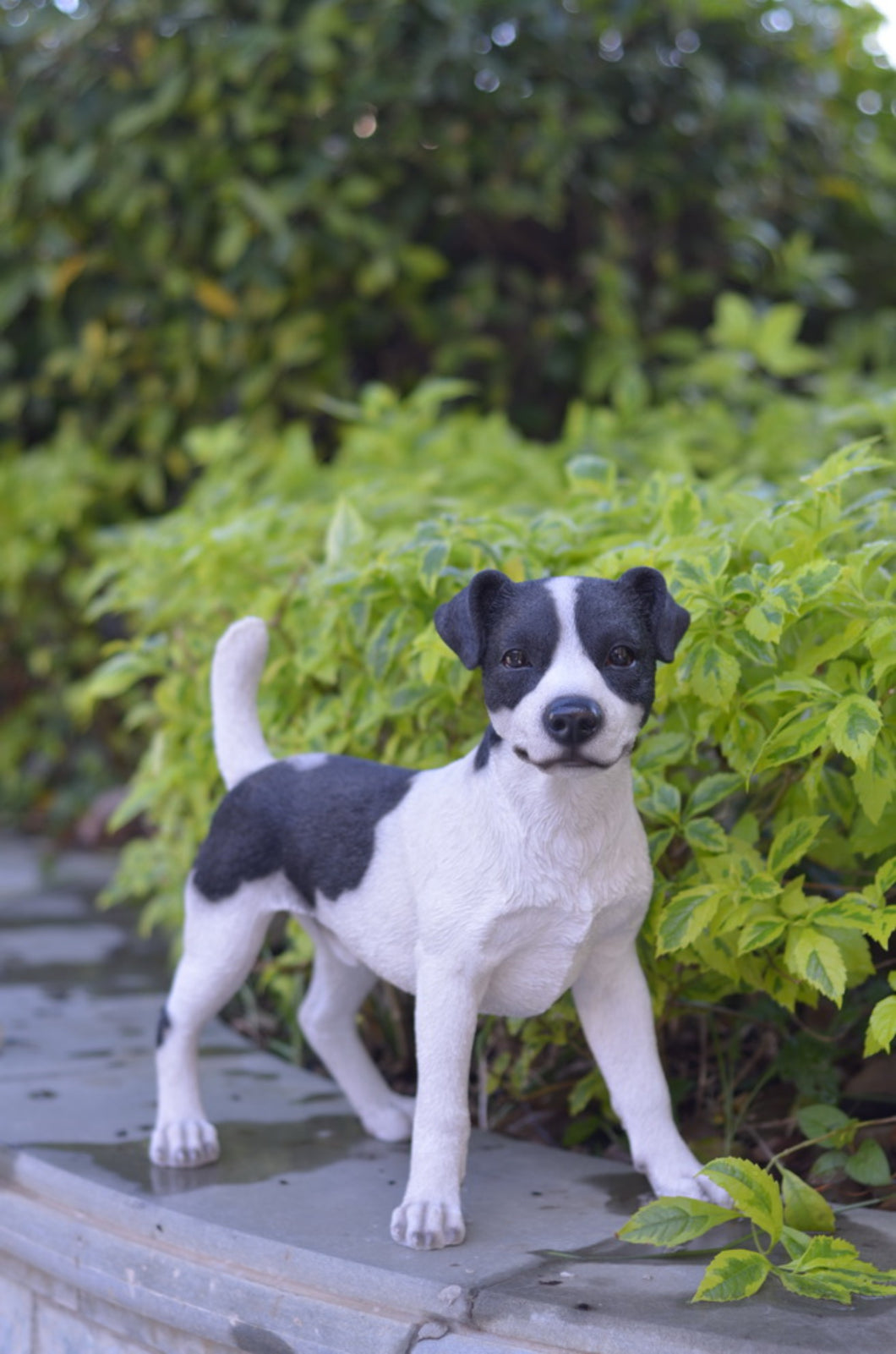 87747 - DOG-JACK RUSSELL STANDING