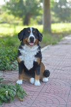 Load image into Gallery viewer, 87750 - DOG-BERNESE MOUNTAIN DOG
