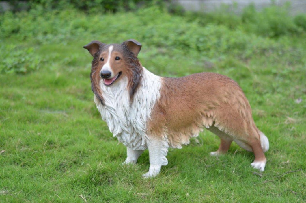 87754 - DOG-COLLIE