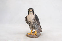 Load image into Gallery viewer, 87755 - PEREGRINE FALCON
