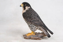 Load image into Gallery viewer, 87755 - PEREGRINE FALCON
