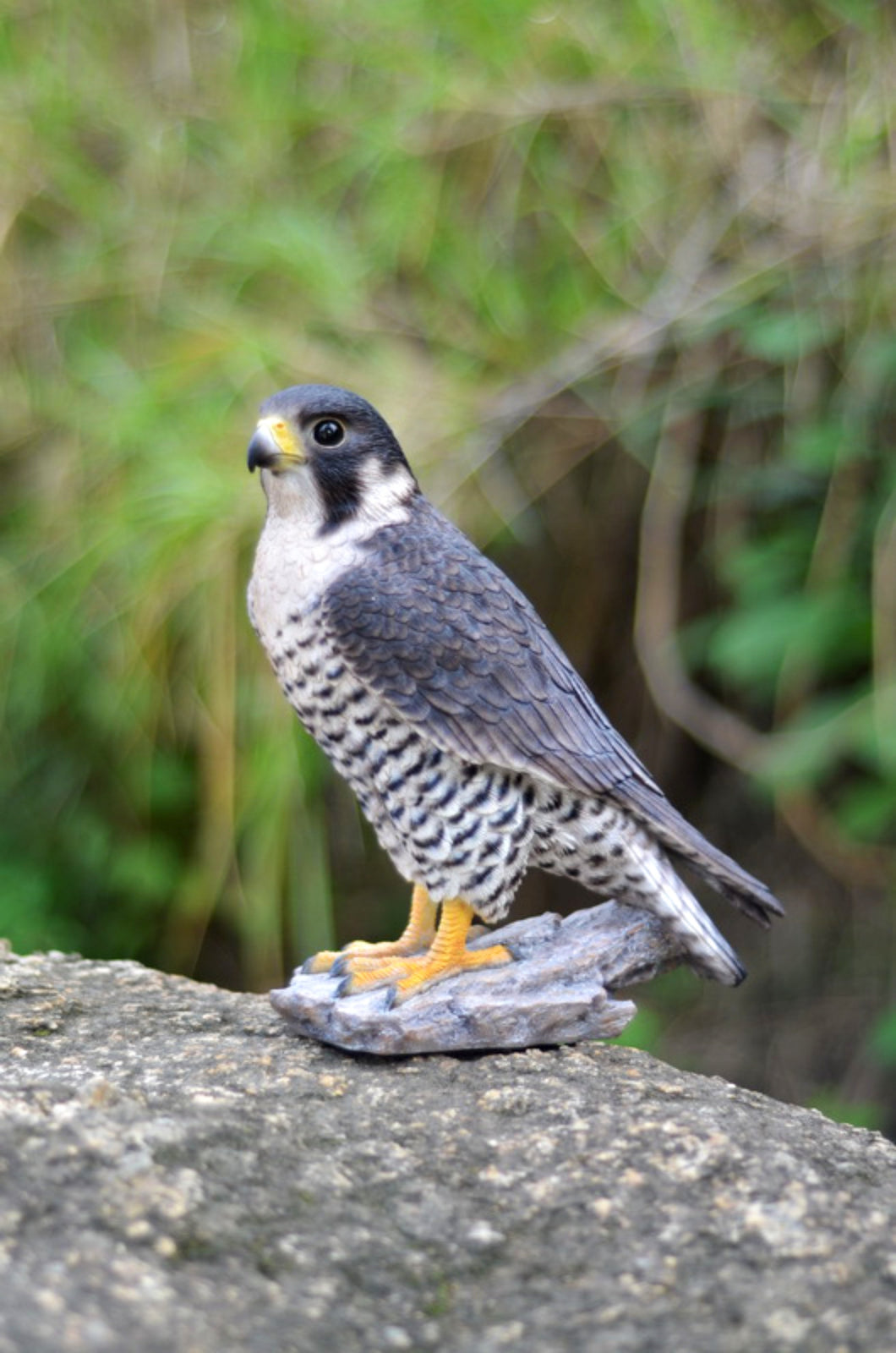 87755 - PEREGRINE FALCON