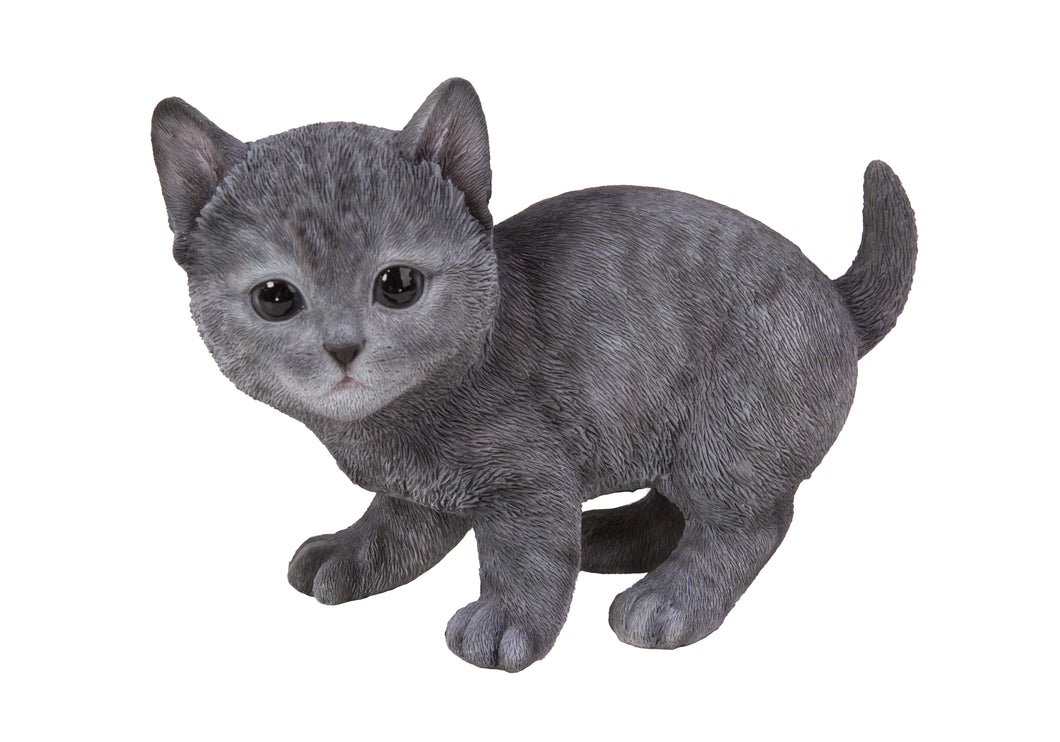 CAT-RUSSIAN BLUE KITTEN