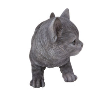 Load image into Gallery viewer, 87757-F - CAT-RUSSIAN BLUE KITTEN
