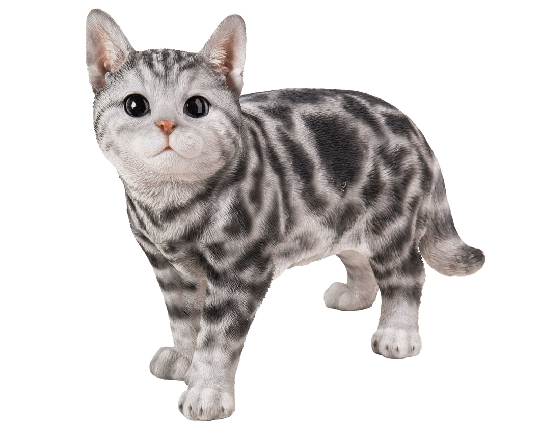 CAT-AMERICAN SHORTHAIR STANDING