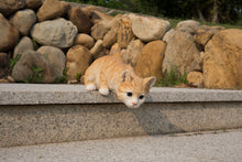 Load image into Gallery viewer, 87757-M - CAT LOOKING OVER LEDGE - ORANGE TABBY
