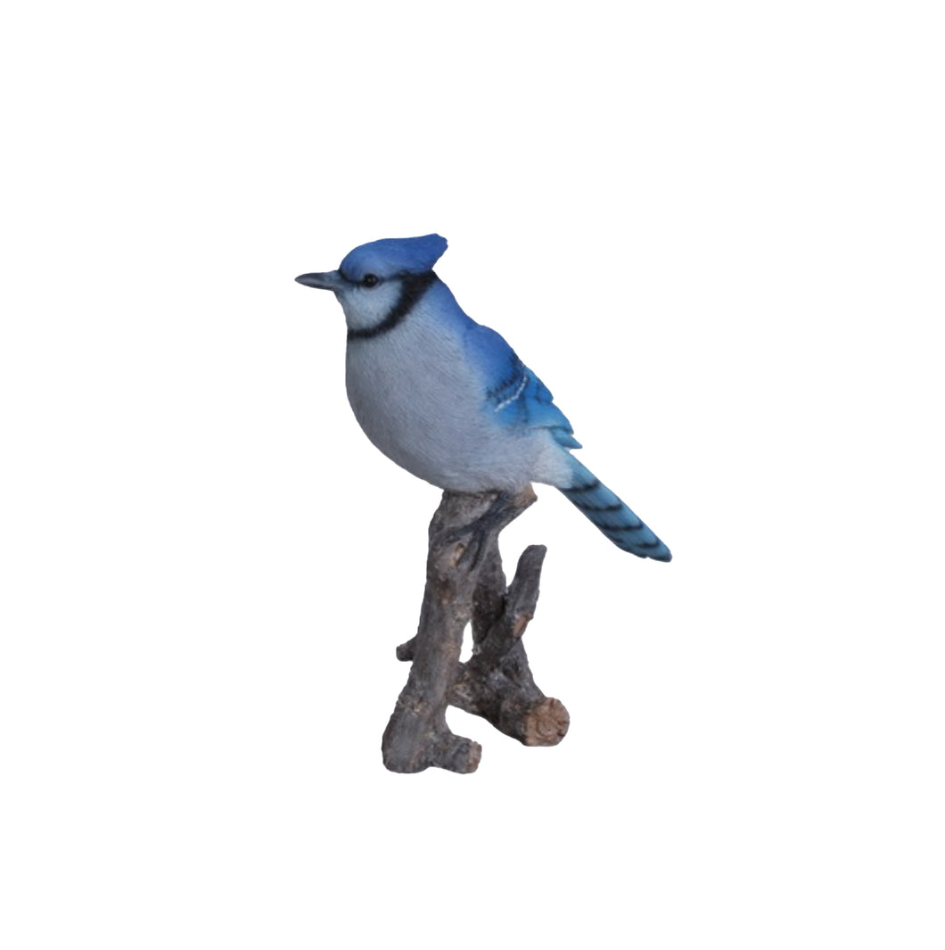 BLUE JAY ON BRANCH
