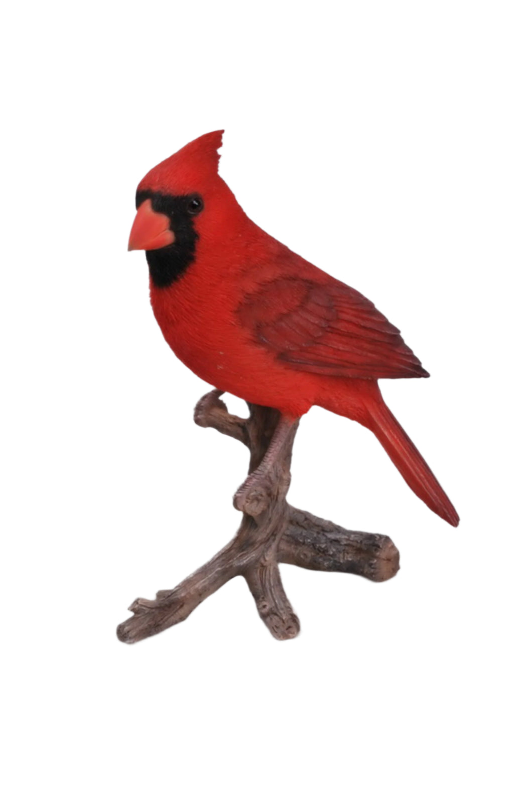 CARDINAL ON BRANCH