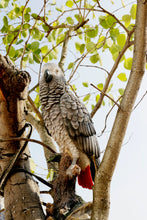 Load image into Gallery viewer, 87758-L - GREY GABON PARROT ON STUMP
