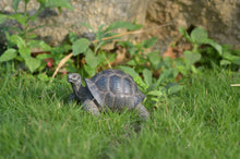 Load image into Gallery viewer, 87761-S - TORTOISE SMALL
