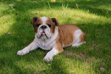 Load image into Gallery viewer, 87764-B - LYING BULLDOG
