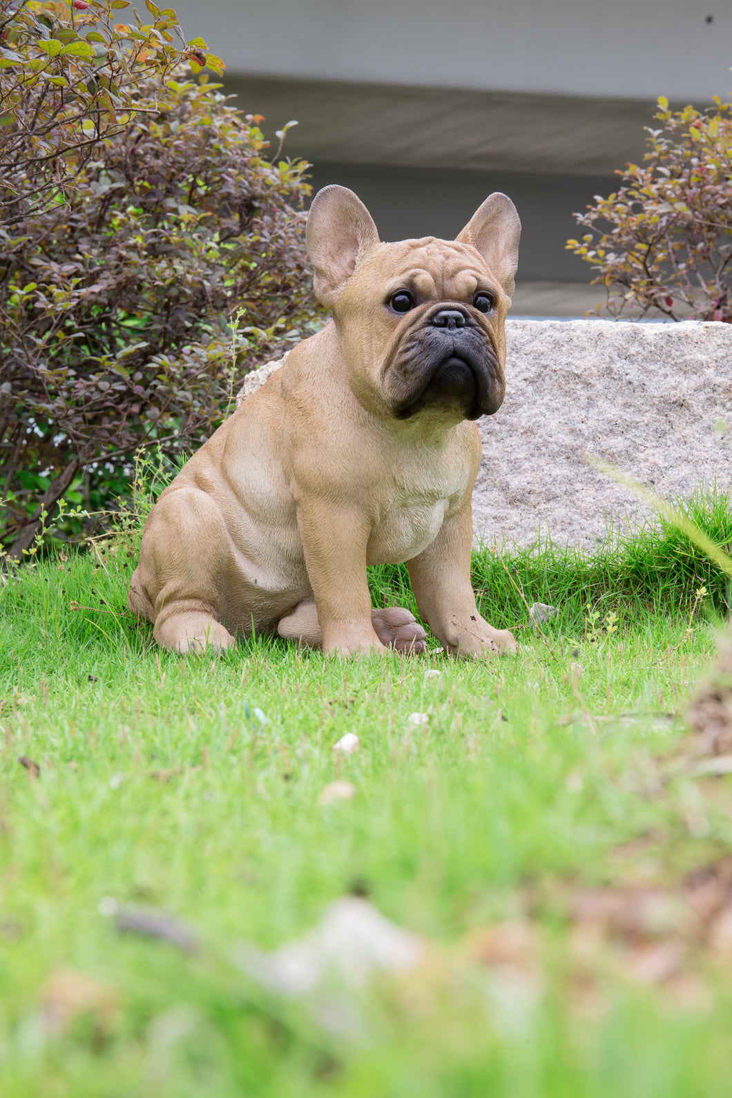 87765-B - DOG-FRENCH BULLDOG SQUATTING