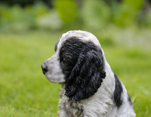 Load image into Gallery viewer, 87771-15 - PET PALS - COCKER SPANIEL - BLACK &amp; WHITE
