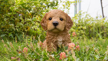 Load image into Gallery viewer, 87771-F - PET PALS - COCKAPOO PUPPY BROWN
