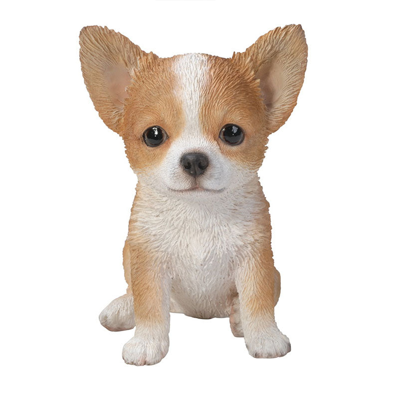 Brown & White Chihuahua Puppy