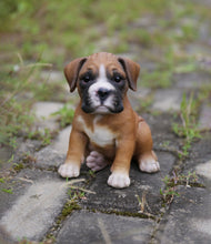 Load image into Gallery viewer, 87771-X - PET PALS - BOXER PUPPY
