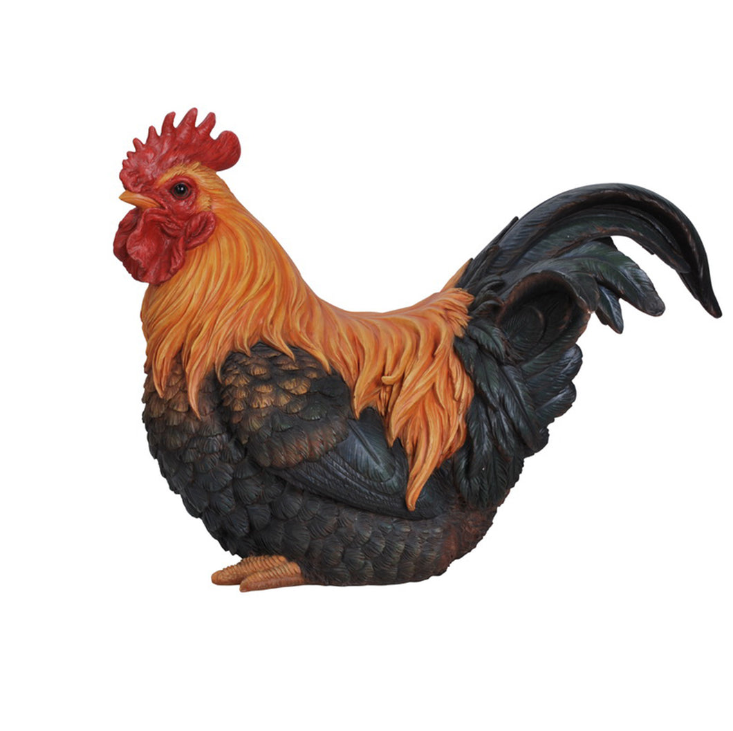ROOSTER SQUATTING