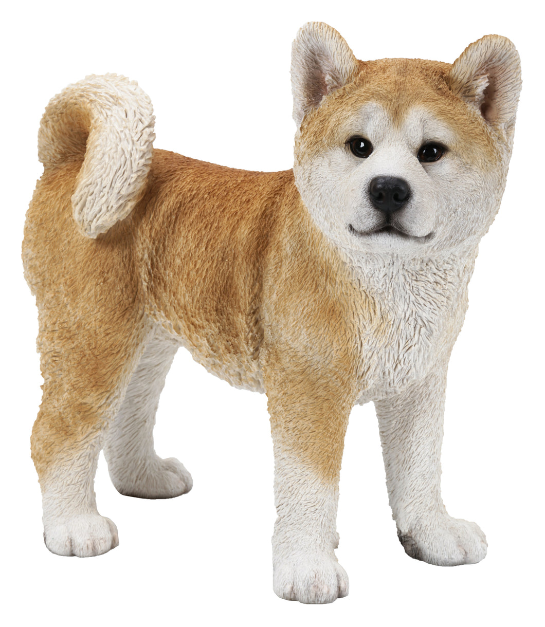 DOG-AKITA WALKING-LARGE
