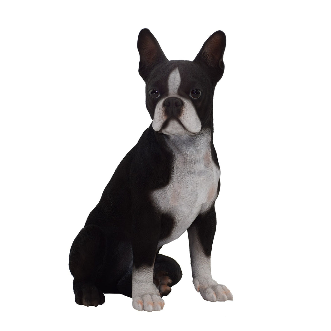 87791 - DOG-BOSTON TERRIER